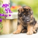 Alles over puppy's van de Duitse herder na 3 maanden