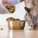 Alles over droogvoer voor katten en katten