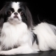 Japanese Chin: description, character and cultivation