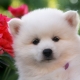 Chó Spitz Nhật Bản: mô tả giống, tùy chọn màu sắc và quy tắc chăm sóc