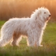 Dienvidkrievijas aitu suns: šķirnes standarti un saturs