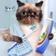 Kem đánh răng cho mèo: loại, cách lựa chọn và mẹo sử dụng