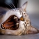 Mačji zubi: broj, struktura i briga o njima