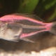 Akvārija zivju stikla asari: apraksts, saturs un audzēšana