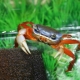 Aquarium crab: species, pagpapakain at pagpapanatili