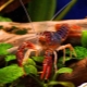 Aquarium crayfish: what are they and how to keep them?