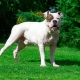 American Bulldog: perihalan baka, watak dan kandungan