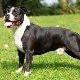 American Staffordshire Terrier: caracteristicile rasei și reproducerea