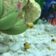 Ampularia akvariume: ar jie naudingi ar kenkia?