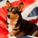 Anglické přezdívky pro psy: nejlepší možnosti