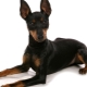 English Toy Terrier: mô tả giống và chăm sóc chó