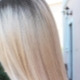 Tóc vàng Bắc Cực: đặc điểm, nhãn hiệu sơn, màu và chăm sóc