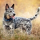 Australian cattle dogs: history of the breed, temperament and rules of care