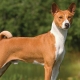 Basenji: description of the breed, rules of maintenance and upbringing