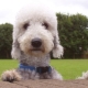 Bedlington Terrier: mô tả và nội dung của giống chó này