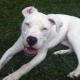 White pit bulls: beskrivelse og indhold