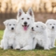 Anjing putih: ciri warna dan baka popular