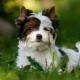 Bílý jorkšírský teriér: jak to vypadá, jak si vybrat a pečovat o štěně?