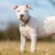Bílý stafordšírský teriér: popis a tajemství péče o psa
