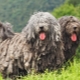 Bergamský pastevecký pes: rysy plemene, výchova a údržba