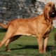 Bloodhound: penerangan, pemakanan dan penjagaan