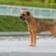 Border Terrier: perihalan baka, didikan dan penyelenggaraan