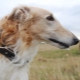 Greyhounds: beskrivelse, typer og regler for vedligeholdelse