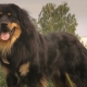 Buriatų-mongolų vilkų šunys: veislės istorija, temperamentas, vardų pasirinkimas, priežiūros pagrindai