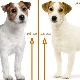 Apakah perbezaan antara terrier parson russell dan terrier jack russell?
