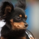 Chó sục đồ chơi Nga đen: Những con chó trông như thế nào và làm thế nào để chăm sóc chúng?