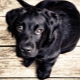 Anjing hitam: ciri warna dan baka popular