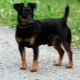 Black Jack Russell Terrier: vlastnosti vzhledu a pravidla údržby