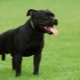 Black Staffordshire Terrier: ¿cómo se ve y cómo cuidarlo?