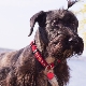 Cseh terrier: a fajta jellemzői, karakter, hajvágás és tartalom