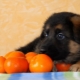 Citrusfrugter til hunde: er det muligt at give, hvad er fordelene og skaderne?