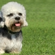 Dandy Dinmont Terrier: ciri baka dan petua untuk menjaga anjing