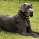 Great Dane: τύποι και συστάσεις για τη διατήρηση σκύλων