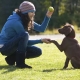 Latihan anak anjing dan anjing dewasa: ciri dan arahan asas