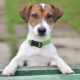 Jack Russell Terrier: fajtaleírás, karakter, szabványok és tartalom