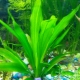 Echinodorus: description de la plante d'aquarium, types et contenu
