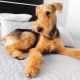 Airedale Terrier: penerangan, kandungan dan nama panggilan popular
