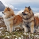 Eurasiers: descrizione delle razze canine, temperamento e principi di cura