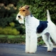 Fox Terrier: reguli de conținut și varietate de porecle