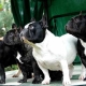 Bulldog Perancis: semua maklumat tentang baka