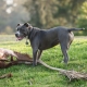 Glatthårede hunderaser: beskrivelse og nyanser av omsorg