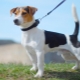Jack Russell Terrier à poil lisse: apparence, caractère et règles de soins