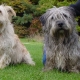 Glen of Imaal Terrier: descrizione della razza irlandese e cura del cane