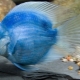 Poisson perroquet bleu: description et recommandations pour le contenu