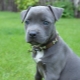 Blue Staffordshire Terrier: bagaimana rupanya dan bagaimana untuk menjaganya?