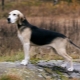 Beagle kutyák: fajták fajtái, különösen tartalmuk